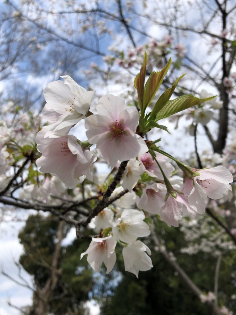 桜、開花、平塚、アンテナ撤去、雨樋クリーニング、屋根点検
