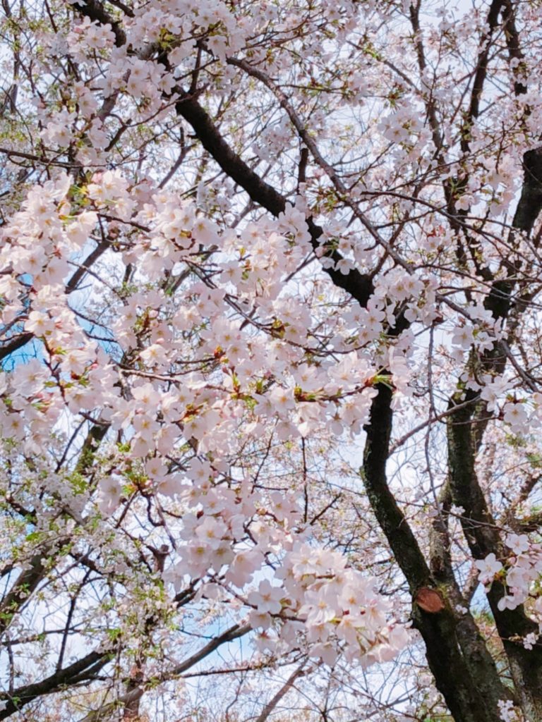 桜、開花、平塚、アンテナ撤去、雨樋クリーニング、屋根点検