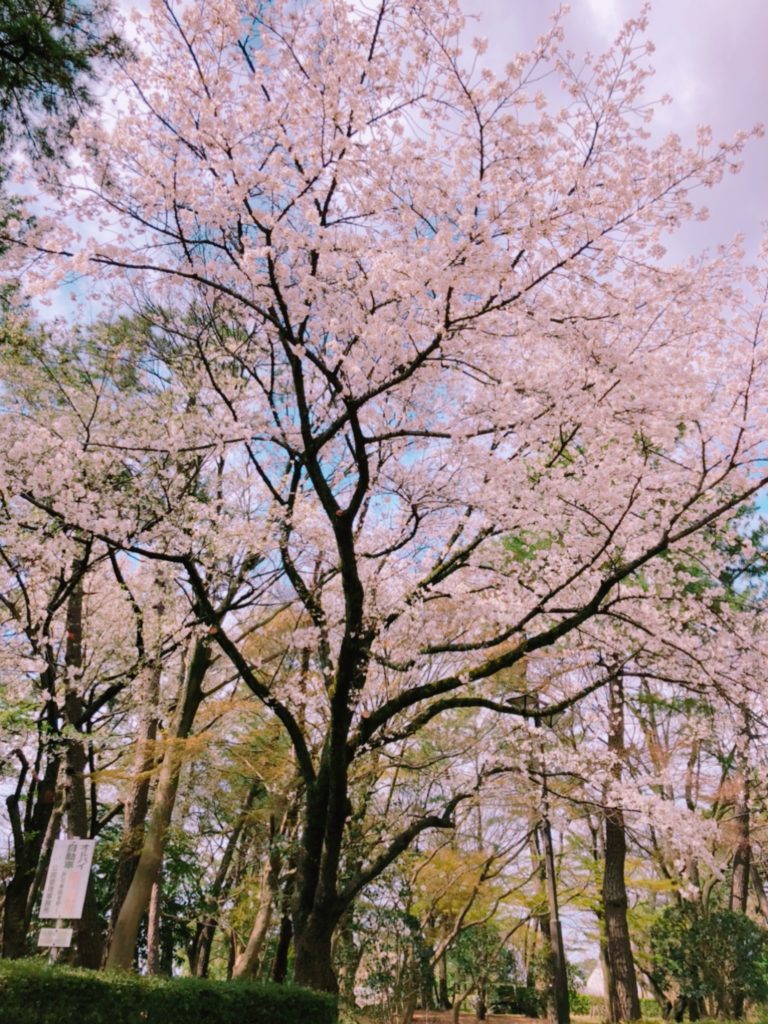 桜、開花、平塚、アンテナ撤去、雨樋クリーニング、屋根点検
